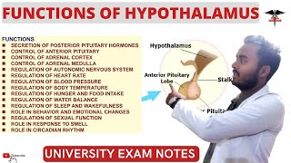 Functions Of Hypothalamus CNS Physiology lecturers [upl. by Niad456]