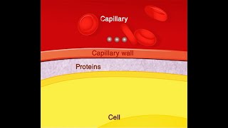 Capillary wall [upl. by Maxim]