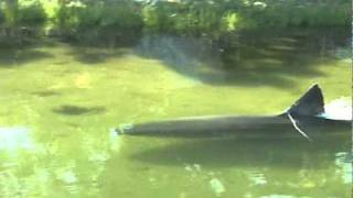 Great White Shark in Massachusetts salt pond [upl. by Hoban473]