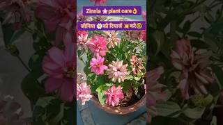 Zinnias flower🌸plant care👌shortsDeepaGardening gardening [upl. by Ahsenhoj202]