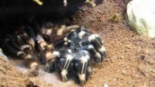 Female Nchromatus Time Lapse Molt [upl. by Coffey903]