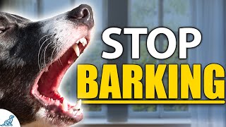 STOP Your Dog From Barking Indoors  Complete Guide [upl. by Martynne709]