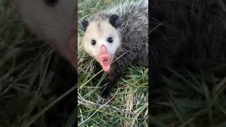 Wild gerbil supersized joke opossum countrylivin ticksremoval [upl. by Sunda237]