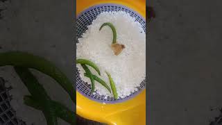 Sabuna dana ka Khichdi recipe 🤗 [upl. by Atiruam796]