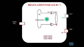 10  Physiologie cardio vasculaire partie 10 [upl. by Gabbey60]