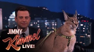 Dave Salmoni Scares Jimmy Kimmel with Wild Animals [upl. by Knut]