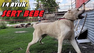 TARİH HOCASININ EN TEHLİKELİ KÖPEĞİ EN SAKİN EN GENCİ EN SALDIRGAN [upl. by Bannister]