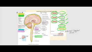 Lecture Video 5 The Brain [upl. by Sheldon]