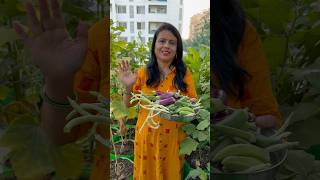 Harvested cowpea okra brinjal [upl. by Ater377]