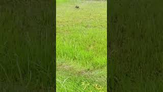 A mother shrikes hunting insect with her two baby Nice view [upl. by Ahsinod]