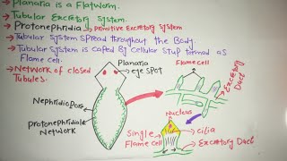 Excretion in Planaria Protonephridia [upl. by Aynekal]