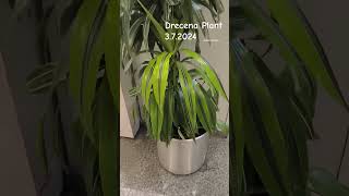 Dracena Plant 372024 [upl. by Mehitable]