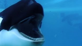 Blackfish Clip 2 [upl. by Roselyn448]