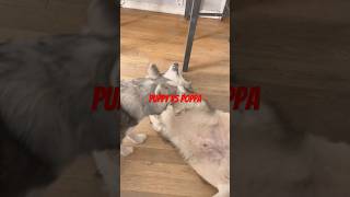 Husky Puppy vs Malamute Senior  Lol “Whos the Boss”⁉️ [upl. by Lud461]