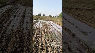 Farmers life anvikasvlog farming [upl. by Oel]