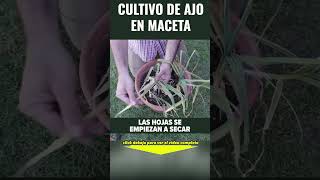 Como cultivar ajo en maceta [upl. by Emelyne584]