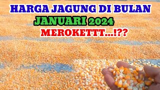 INFO HARGA JAGUNG DI BULAN JANUARI 2024 PIPIL KERING DAN BASAH [upl. by Clemente350]