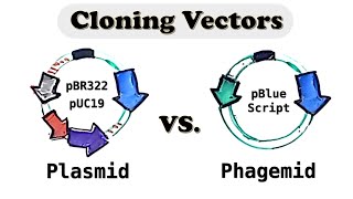 Plasmid and Phagemid cloning vector  Selectable vs Screening marker [upl. by Aileme]