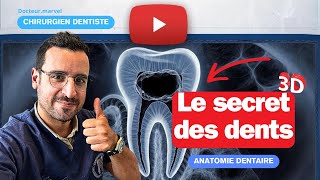 Le SECRET des DENTS  le NERF dentaire [upl. by Wesla725]