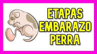 Etapas de EMBARAZO en PERRAS  días importantes [upl. by Egon]