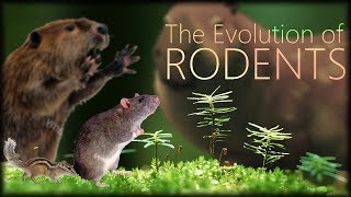 The Evolution of Rodents 🐀 [upl. by Barvick]