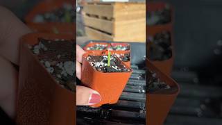 Planting Alocasia Corms houseplants plantcare alocasia plantcare indoorplants plantlover [upl. by Becht]