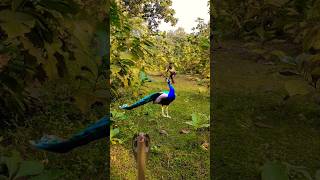 Beautiful peacock catching 🦚😨 youtube viralvideo shownfeed shortsfeed birds wildlife subscribe [upl. by Rebmik]