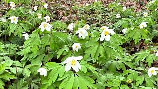 Anemone nemorosa March 3 2024 [upl. by Haneeja]