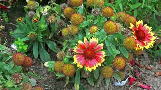 Blanket Flower Gaillardia [upl. by Stucker]