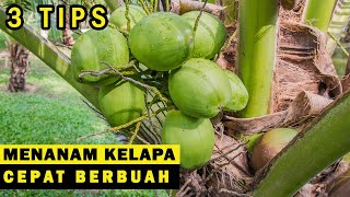 Cara Menanam Kelapa pandan wangi yang baik dan benar agar tidak mati dan cepat berbuah lebat [upl. by Yeltnerb]