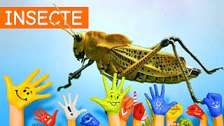 Copiii invata insecte  12 [upl. by Idyh]