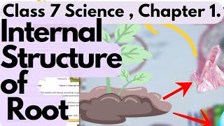 Internal structure of Root  Science SNC Class 7  Unit 1 [upl. by Upshaw]