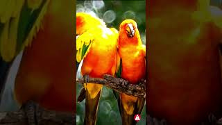 Singing parrots  The best bird song  shorts birds parrot [upl. by Lagiba671]