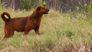 Wild HyenaLike Dogs Need Help Too  Pit Bulls and Parolees [upl. by Loginov395]