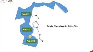 CH450 Chapter 72 and 73 Catalytic Mechanisms of Enzymes Chymotrypsin [upl. by Eimat]