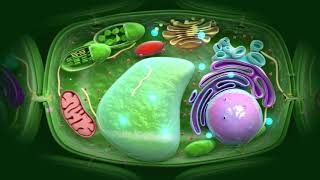 How do plant cells talk to each other using systemic signalling [upl. by Solotsopa897]