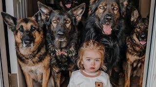 Huge German Shepherds Protect Baby as If Its Their Puppy [upl. by Omor854]