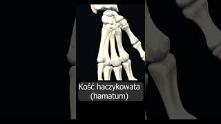 Kość haczykowata hamatum uczymy razem shorts anatomia medycyna 3d anatomy [upl. by Ezequiel]