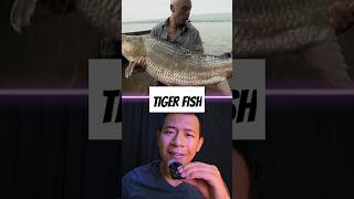 Tiger Fish fish tigerfish rivermonsters wildlife wildanimal shorts youtubeshorts [upl. by Malca948]