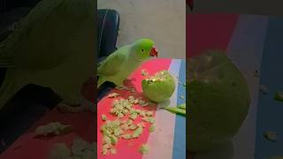 Interesting Facts About Parrot 🦜 shorts shortsviral viralshorts parrot facts birds anuandsuji [upl. by Aisat]