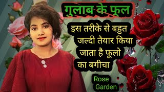 Gulab Ka Phool rosefarming roseflower roseplant gulab ka ped🌹 flowervideos beautifulflowers 😮 [upl. by Merri]