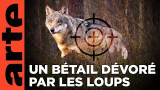 Jura qui a peur du loup   ARTE Regards [upl. by Luz]