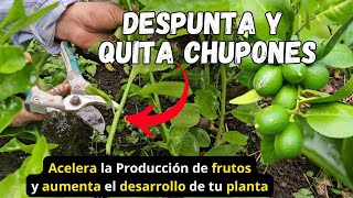 Retira CHUPONES y DESPUNTA tu limonero 🍋🌱 Mejorar su DESARROLLO y ACELERA la PRODUCCIÓN de FRUTOS [upl. by Frost]