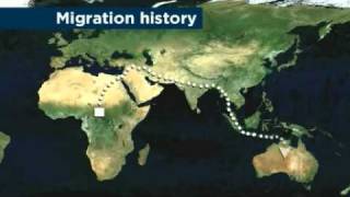 Aboriginal DNA provides human migration clues [upl. by Nifares]