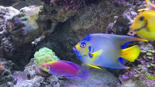 Mixed reef with Queen Angel Tangs Wrasses and Clownfish harem [upl. by Eninahpets]