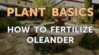 How to Fertilize Oleander [upl. by Annaynek]