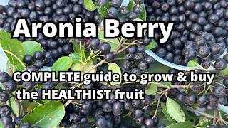 Aronia Berry Chokeberry Aronia melanocarpa – how to grow it pick it buy it and eat it garden [upl. by Kcyred]