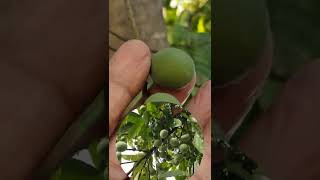 Shorts रुद्राक्ष का फल और पेड़ कैसा होता है  Elaeocarpus Ganitrus Tree Live [upl. by Odell]