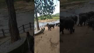 Pinnawala Elephant Orphanage [upl. by Gavriella]