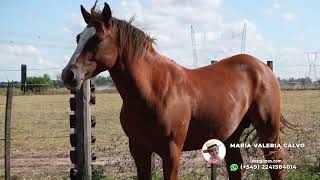 VENDIDO⭐🐴 PADRILLO ALAZAN CUARTO DE MILLA  💲550000  LOSEQUINOSCOM [upl. by Yruoc]